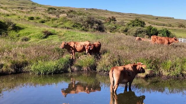 水浴びをする阿蘇のあか牛