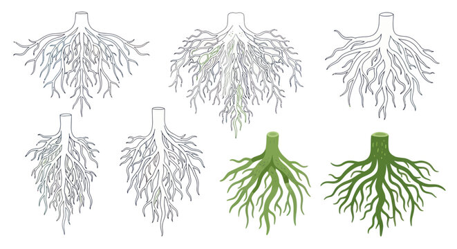 Root System Illustrations: Variety of Tree Roots and Stumps