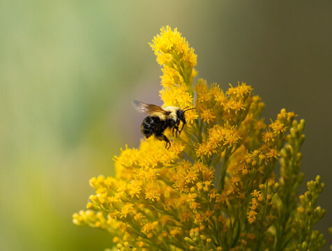 Carpenter bee pollinating a goldenrod flower