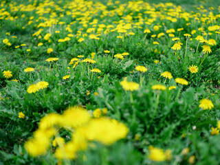 Obraz premium Field of bright yellow dandelions blooming in green grass
