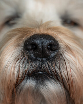 Close up macro shot of black nose of a furry brown dog.