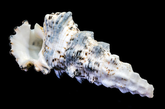 Banded murex seashell Hexaplex trunculus isolated