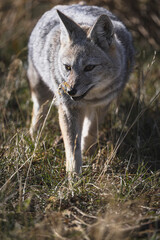 Fototapeta premium Patagonian fox foraging for food
