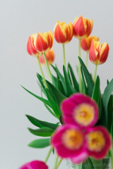 Fototapeta premium Bunch of colorful tulips on a white background 2