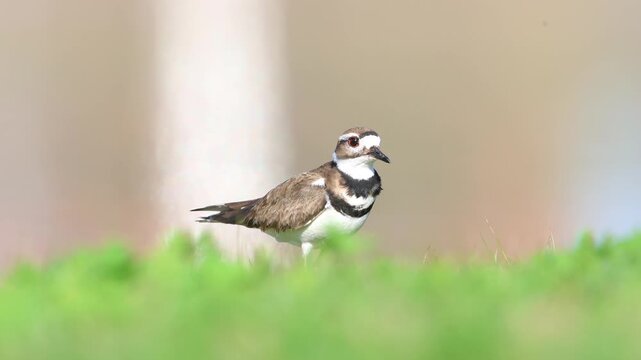 Killdeer bird foraging for earthworms in a green meadow