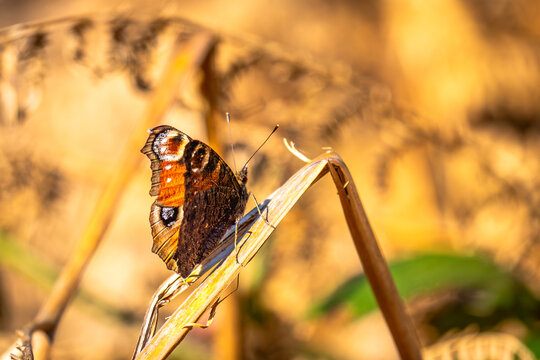 Wie ein lebendiges Kirchenfenster inmitten eines Meeres aus fahlen Halmen f&auml;ngt das Tagpfauenauge die ersten warmen Strahlen der M&auml;rzsonne ein.