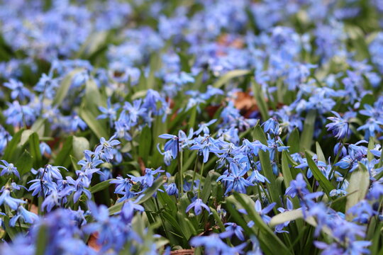 Masses of blue Scilla siberica or Siberian squill flowers