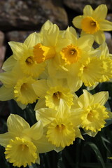 Obraz premium Daffodils in a garden in spring