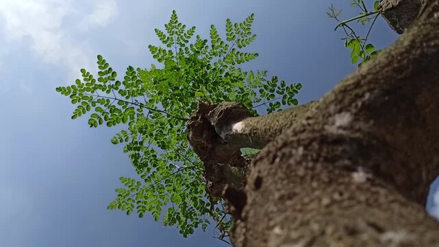 Fresh moringa leaves on the tree with a bright blue sky in the background, creating a natural and refreshing outdoor scene.