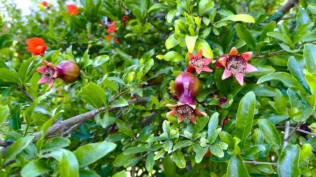 Close-up of Punica granatum showing simultaneous flowering and early fruit set on a branch, illustrating reproductive phenology and fruit development under natural conditions.