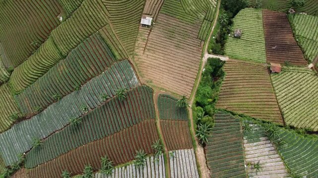 Aerial View of Patchwork Rice Fields with Slow Backward Motion