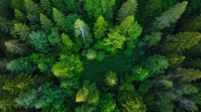 Aerial view of a lush green forest canopy. Top down drone shot of vibrant treetops in a dense woodland.