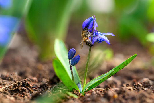 Close-up of a honey bee gathering nectar from a blue scilla flower