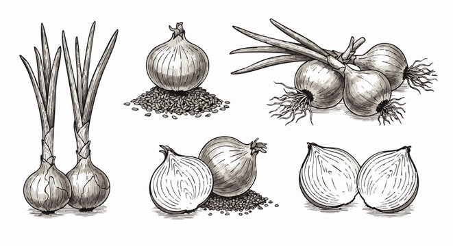 Hand drawn collection of fresh onions and scallions isolated on white background for culinary and healthy food menu