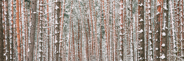 Winter Snowy Coniferous Forest During Snowy Day. Pines Trunks Background © Great Brut Here
