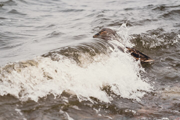 Obraz premium Mallard duck swimming through a splashing lake wave. Nature wildlife portrait illustrating movement and resilience in aquatic environment. Wild bird floating in choppy water surface.