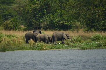 Fototapeta premium African elephants drinking water by river in natural savanna habitat with green vegetation and trees