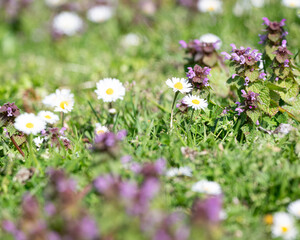 Spring meadow with Bellis perennis and Lamium purpureum in natural grassland ecosystem © Sylvaris Studio