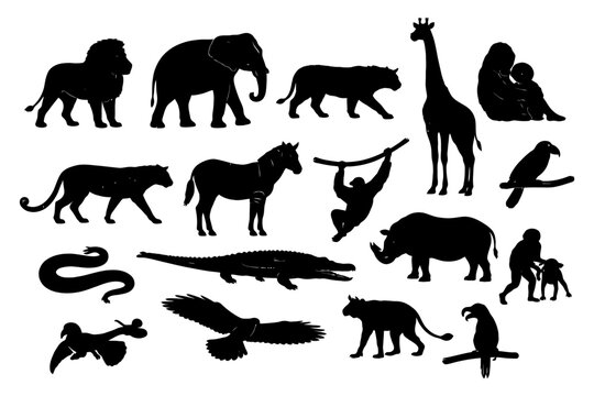 Silhouette of diverse wildlife animals including lion elephant giraffe and monkey.