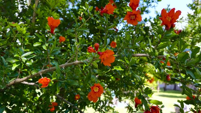 Close-up of Punica granatum showing simultaneous flowering and early fruit set on a branch, illustrating reproductive phenology and fruit development under natural conditions.