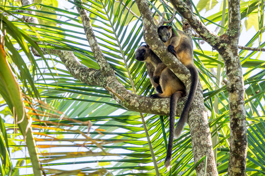 Lumholtz's Tree-kangaroo - Dendrolagus lumholtzi, a rare, long-tailed marsupial found in rainforests in northeastern Australia, Queensland.