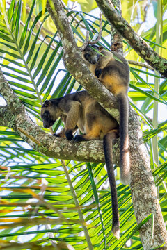 Lumholtz's Tree-kangaroo - Dendrolagus lumholtzi, a rare, long-tailed marsupial found in rainforests in northeastern Australia, Queensland.