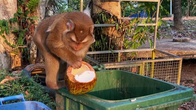 A wild monkey sits on a trash can and rummages through the trash before picking out a coconut and starting to gnaw on it in a park in Phuket, Thailand.