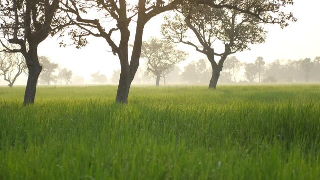 Misty morning over green rice fields with tropical trees silhouettes, perfect for nature, agriculture, travel, rural, and scenic of northeastern Thailand backgrounds.
