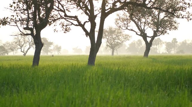 Misty morning over green rice fields with tropical trees silhouettes, perfect for nature, agriculture, travel, rural, and scenic of northeastern Thailand backgrounds.
