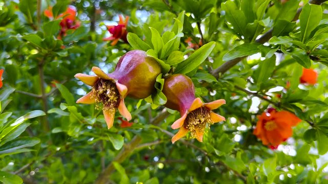 Close-up of Punica granatum showing simultaneous flowering and early fruit set on a branch, illustrating reproductive phenology and fruit development under natural conditions.