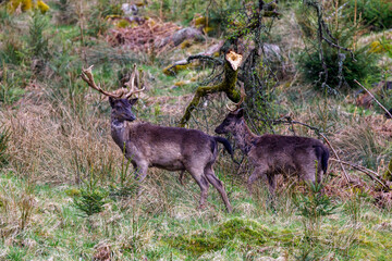 Damwild (Dama dama) © Rolf Müller