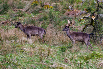 Damwild (Dama dama) © Rolf Müller