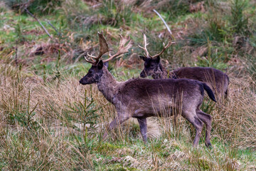 Damwild (Dama dama) © Rolf Müller