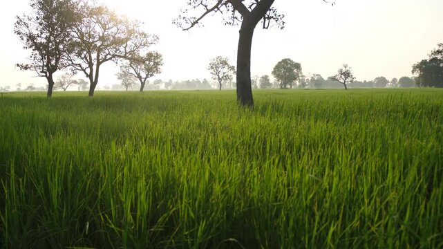 Misty morning over green rice fields with tropical trees silhouettes, perfect for nature, agriculture, travel, rural, and scenic of northeastern Thailand backgrounds.
