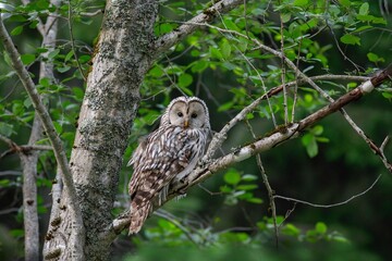 Fototapeta premium great horned owl
