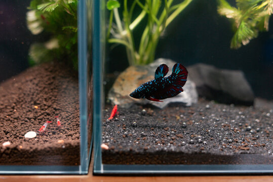 Side by side freshwater aquarium setup with galaxy betta fish and cherry shrimp on black soil