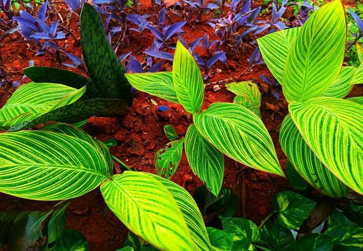 Close up of vibrant foliage yellow and green striped leaves  Canna lily commonly known as  Canna indica, Canna Pretoria, bengal tiger,  Canna paniculata, bunga kana growing in the garden.