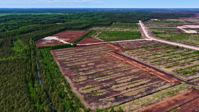 Aerial drone view of forest plantation with clearings, showing structured tree rows, natural patterns and land use contrast, capturing environmental texture and rural landscape from above