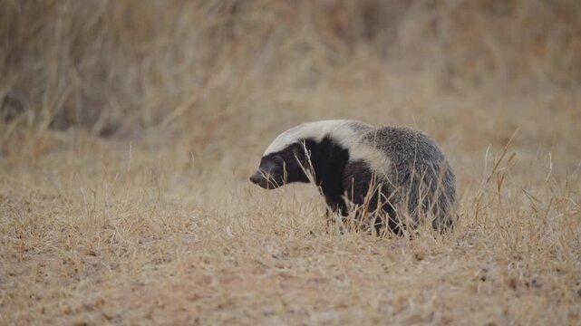 Honey badger stands still in dry savanna grass, slight head movement while looking left of frame in Kruger National Park, South Africa. Wildlife behavior, natural habitat.