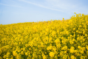 Obraz premium Spring landscape of rapeseed flower field and blue sky春の菜の花畑と青空の風景 