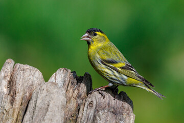 Fototapeta premium Zeisig (Carduelis spinus) Männchen