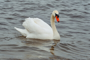 White swan swimming in the sea. Wild bird floating on calm ocean water. Nature wildlife photography with avian creature. Marine environment travel and tranquility concept for decoration. © Anton Dios