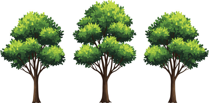 Set of three green trees vector illustration isolated on white background natural foliage plant botanical garden landscape clipart design
