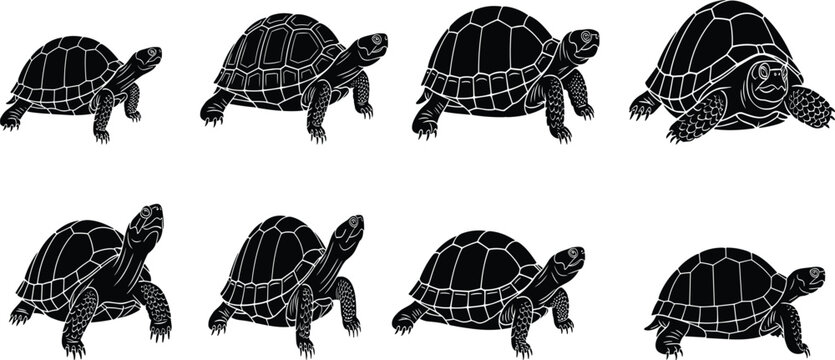 Set of turtle silhouettes in various poses detailed shell patterns isolated black vector illustration wildlife reptile collection design elements graphic