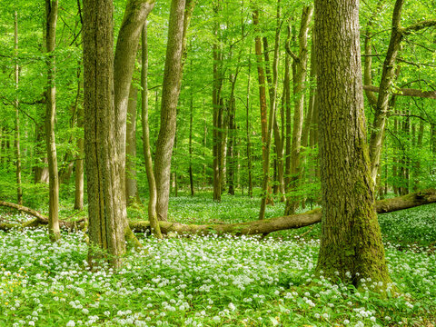 Sunny Natural Green Forest in Spring, Wild Garlic in Bloom covering the ground, Hainich National Park, Germany 