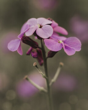 Backlit alpine wallflowers close up with bokeh