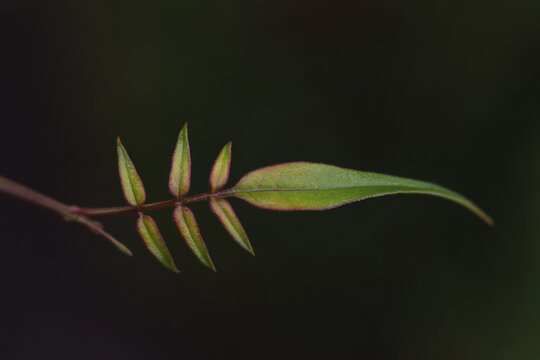 Close up of common jasmine leaf in dark green background
