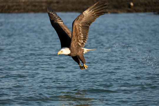 Bald Eagle Trails Spray after Grabbing Prey, Homer, Alaska
