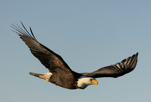 Bald Eagle Diving against Blue Sky