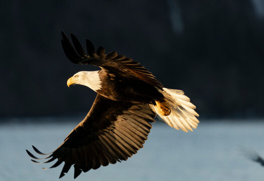Bald Eagle Climbing with Strong Lighting, near Homer, Alaska